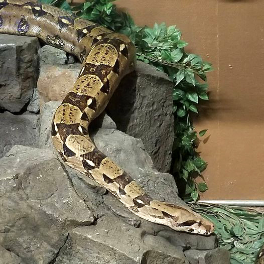 Boa constrictor on sculpted rock formations