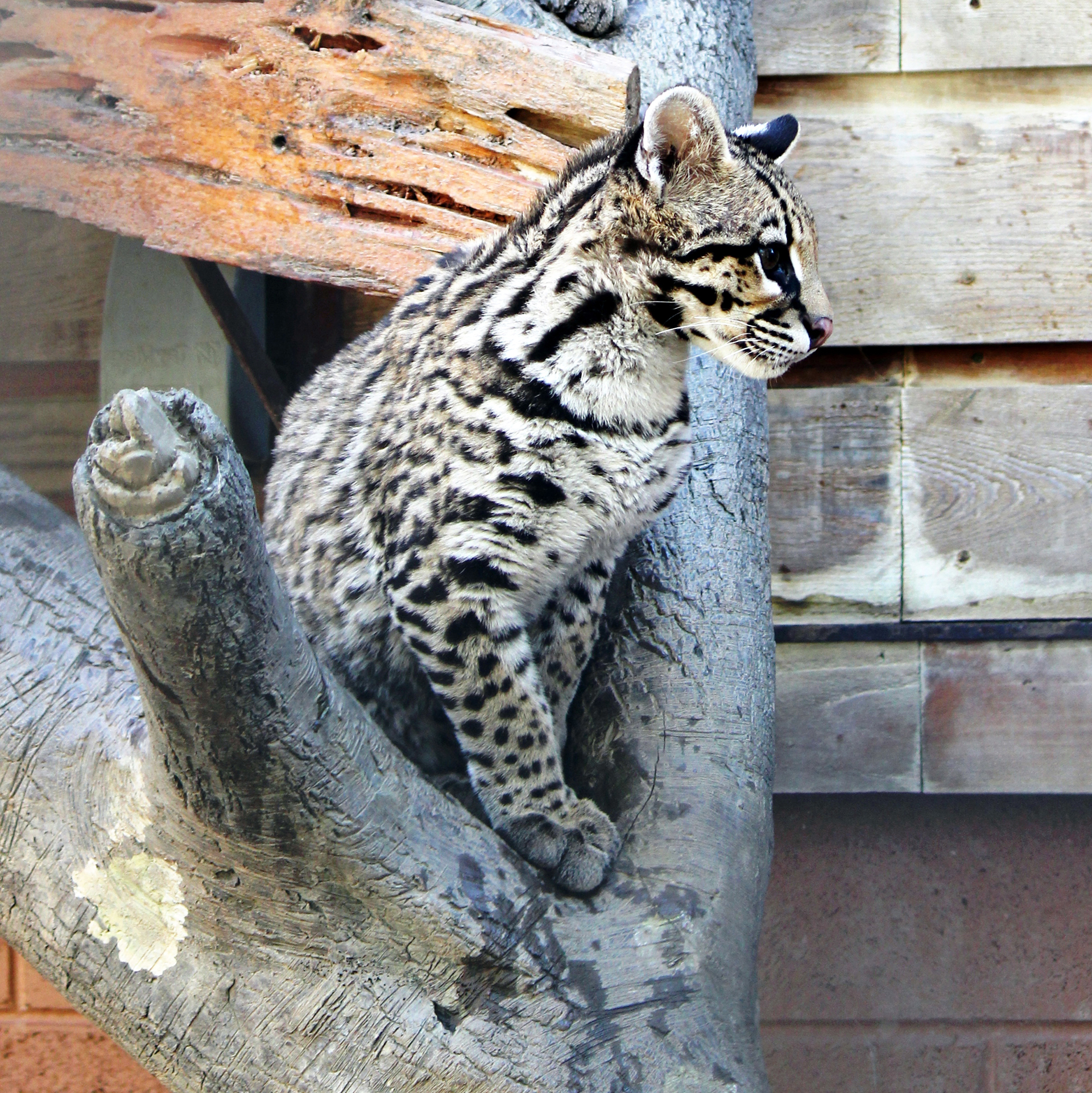 Ocelot resting on sculpted concrete log
